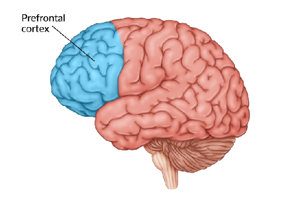 prefrontal cortex damage removebg preview 1