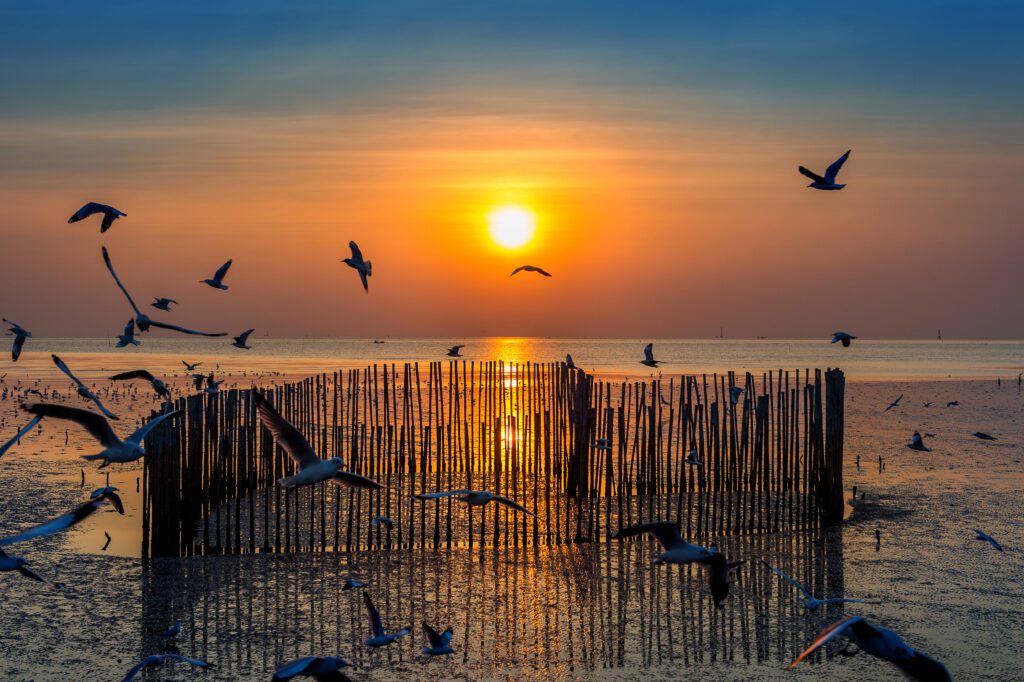 Image of a bird sanctuary during sunset
