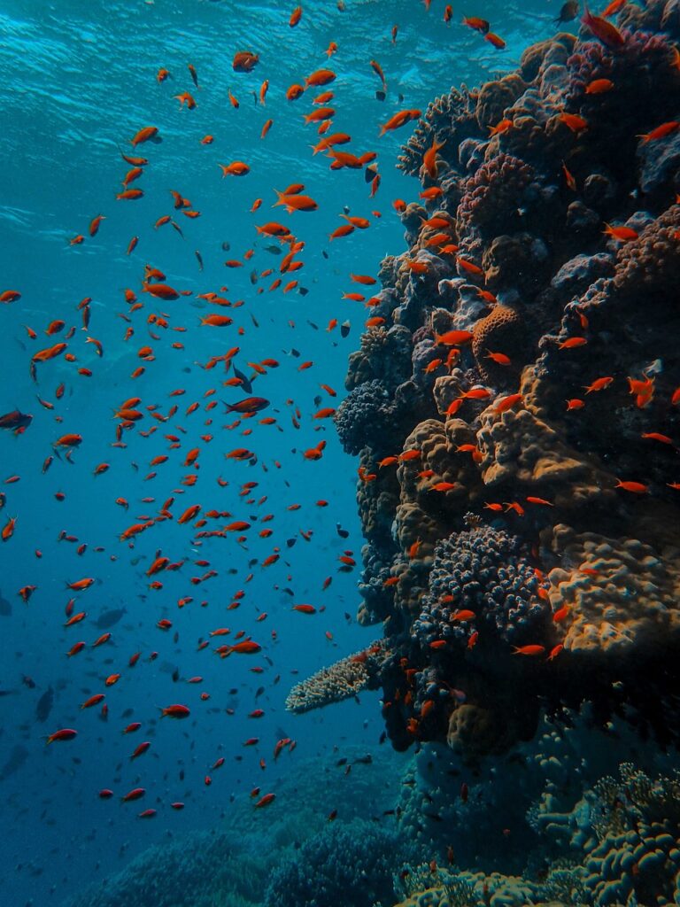 Image of an underwater marine life